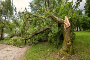 FAQ: A tree fell in my yard. Will my homeowners policy pay for tree removal?