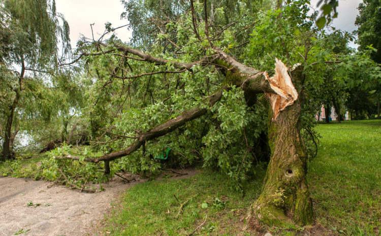  FAQ: A tree fell in my yard. Will my homeowners policy pay for tree removal?