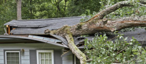 FAQ: My neighbor’s tree fell on my house. Will my neighbor´s homeowners insurance policy pay for the damage and tree removal?